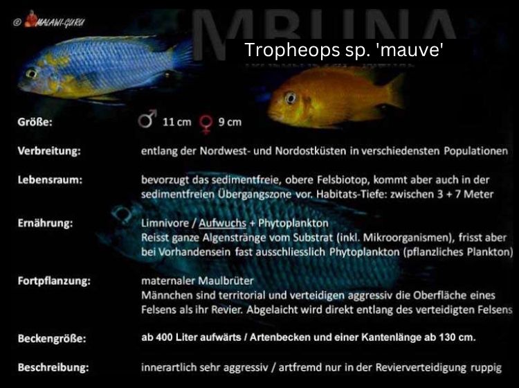 'mauve' - Artentafel Tropheops sp. 'mauve'